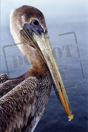 0161-FL-N   "Pelican Pose"