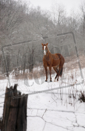 0276-IN "Horse in Snow" (manipulated)