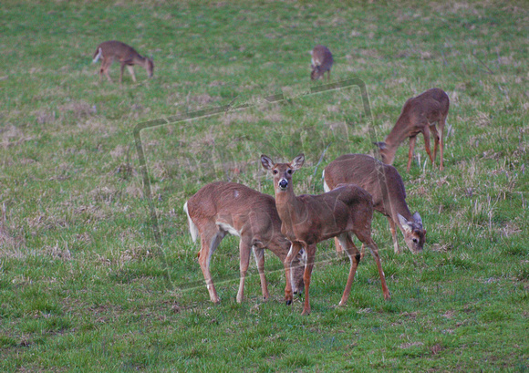 0248-IN   "Deer Gathering"