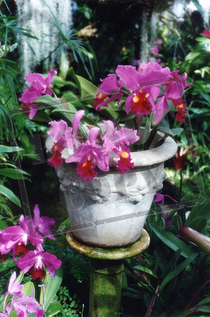 0221-PA-N   "Orchids in Fuschia"