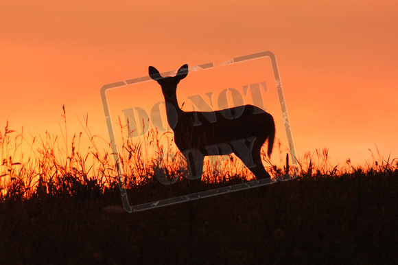 0131-IN   "Deer in Sunset"