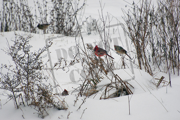 0277-IN "Cardinals in Snow"