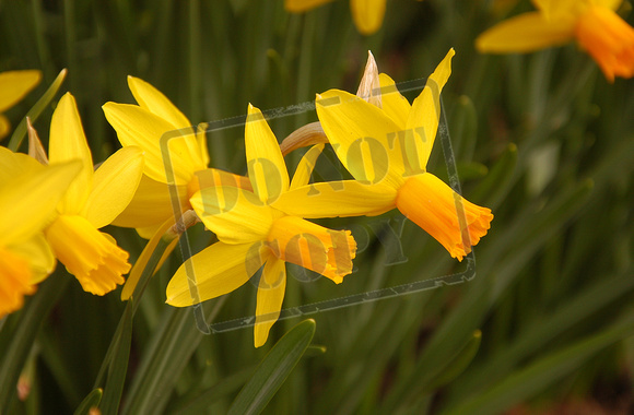 0150-IN   "Daffodils"