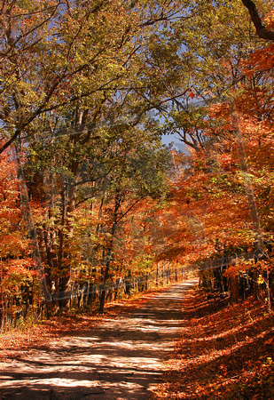 0215-IN   "Country Road in Autumn" (vertical)